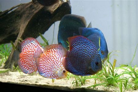 Un acquario Multicolore e Multietnico