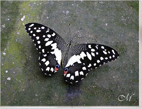 Butterfly arc: La Casa delle Farfalle