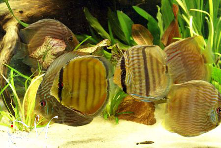 a2007-42.jpg a2007-42.jpg