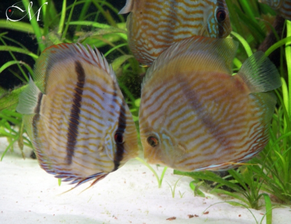 Symphysodon discus heckel