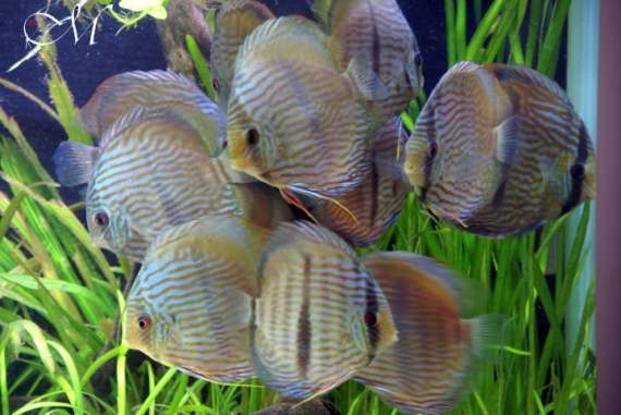 Symphysodon discus heckel