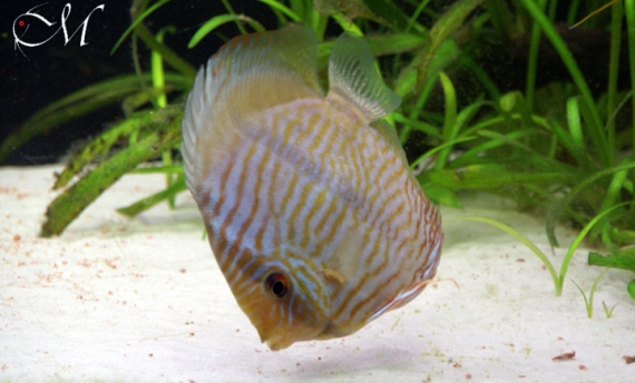 Symphysodon discus heckel