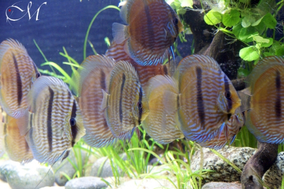 Symphysodon discus heckel