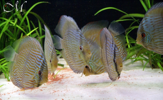 Symphysodon discus heckel