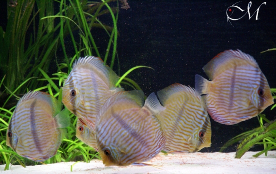 Symphysodon discus heckel