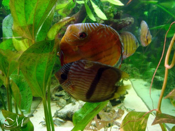 coppia wild discus, heckel e nhamunda